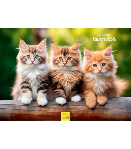 Edition Seidel Premium kalender katten kinderen kamer 2026 formaat DIN