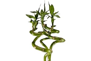 PERFECT PLANTS Lucky Bamboo Indoor Plant - 50cm Spiral Stem - Pack of 3