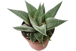 TODOCACTUS Haworthia Limifolia Cactus Piel de Cocodrilo en Maceta Pequeña Suculenta