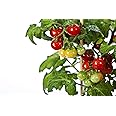 50 Tiny Tim Tomato Seeds - Dwarf Heirloom Cherry Tomato - by RDR Seeds