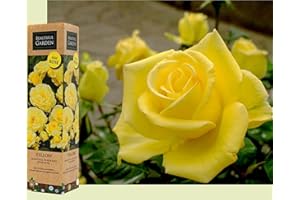 BLUE MAGIC DESIGN 1 Gorgeous Fragrant Yellow Bush Rose Bare Rooted Plant Shurb Trellises Outdoor Landscape Aroma Flowers Archway Garden Fences Pergola