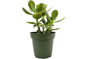 9GreenBox - Planta de Jade, Crassula ovata - Olla de 4 pulgadas