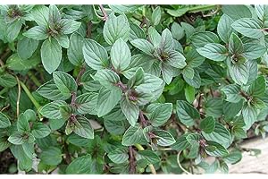 COUNTRY CLIMBERS & GARDEN FAVOURITES Mint Black Peppermint Mentha piperita aromatic herb plant bees butterflies ground cover 9cm pot .