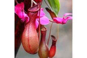 TOYHEART 50 Stück Premium Blumensamen, Nepenthes Samen Dekorative Tropische Mit Beutel Fleischfressende Pflanzen Samen Für Zu Hause rot