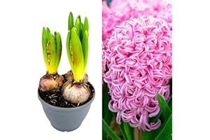 CARBETH PLANTS Hyacinth Blub Trio - 12cm Pot with 3 Growing Bulbs - Available in Pink, Red and Blue (Pink)
