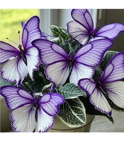 Duurbloeiers