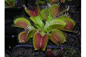 BEST4GARDEN CARNIVOROUS PLANT - VENUS FLY TRAP