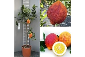 SAVINI VIVAI L'ARTE DI FARE NATURA SAVINI VIVAI Pianta di Limone Albero Agrumi Limone a Buccia Rossa in Vaso da 24 cm Altezza 90-110 cm 3-4 Anni di innesto Made Italy