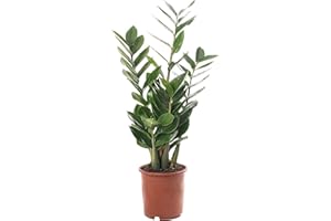 GARDENERSDREAM Plante d'intérieur Zamioculcas grande, réelle, exotique et toujours verte, idéale pour la maison.