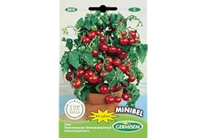Germisem graines Tomate cerise pour pot MINIBEL