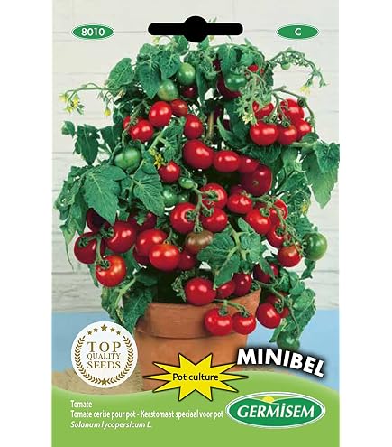 Prademir  Cocktailtomaten Samen/Bonsai-Tomaten Samen Minibel   Tomatensamen handverlesen aus Portugal  Tomatensaat mit hoher Keimrate fr  Fensterbank & Topf (250 Samen) : Amazon.de: Garten