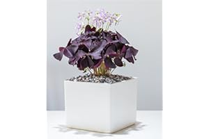 OLIWIER'S BULBS 10 x Oxalis Triangularis Bulbs Purple Shamrock Summer Flowering Perennial Easy to Grow Plants