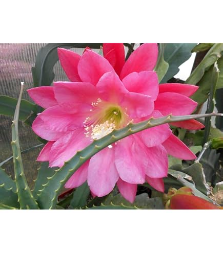 Epiphyllum anguliger - Krokodilschwanz-Kaktus, 9cm : Amazon.de: Garten