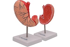 AURALIA MEDICAL GROUP Stomach Anatomy Model, 2-Part Life Size Human Medical Stomach Model with gastric Rugae Bariatric Model