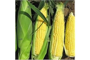 PREMIER SEEDS DIRECT - SWEETCORN - Rising Sun F1-50 Finest Seeds