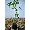 PlantaZee Ashoka Plant Tree for gardning