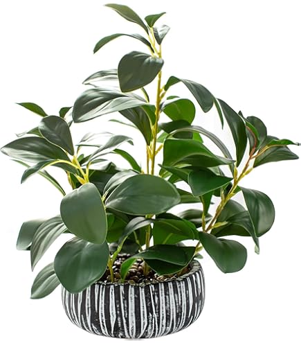 alocasia frydek variegata baby Variegated Alocasia Frydek For Sale Including Care Guide main image 0