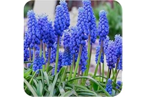 Muscari Armeniacum X 50 Blue Grape Hyacinth Bulbs, Flowering Size by Growtanical®