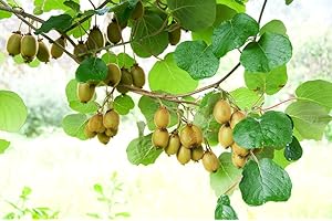 GROW YOUR SECRET GARDEN Kiwi Issai 10 Seeds - exceptionally Sweet, Bumper Crops, Hardy to -25 deg C!!!