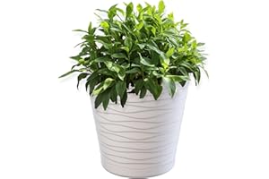 KADAX plastikowa doniczka z podstawką, doniczka na rośliny do wnętrz, lekka donica wykonana z tworzywa sztucznego, okrągła doniczka fale 3D (17 cm, kremowa)