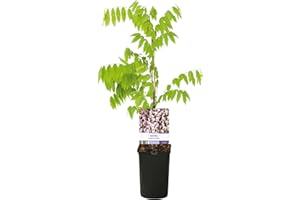 GREEN BOUTIQ GreenboutiQ - Glycine - Wisteria floribunda Rosea - Fleurs roses - 1 plante - Pot 11cm Hauteur 40cm