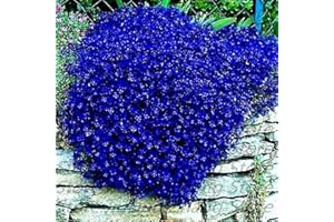 100 semi/graines: AUBRIETA"ROYAL BLUE" 30/100 SEMI - AUBRETIA GRACILIS BLU VIABLE GRAINES