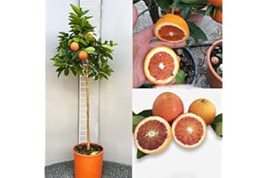 SAVINI VIVAI L'ARTE DI FARE NATURA SAVINI VIVAI oranger, agrume Tarocco Sanguinello Orange en pot de 24 cm hauteur 90-110 cm 3-4 ans de greffage, fabriqué en Italie