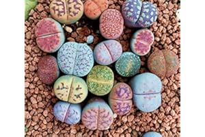 High-Q Lithops Rare Living Stones Plant Succulent Cactus Fresh 50 Viable Seeds +Gift !