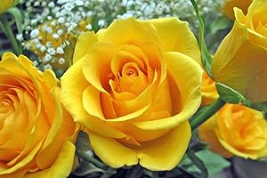 TU PROPIO JARDÍN 50 Semillas de Rosa Amarilla (Yellow Rose Seeds)