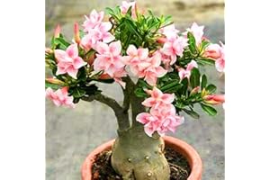 FKGNQS WüStenrosenknolle-Winterhart MehrjäHrig,Wüstenrose Rhizome,WüStenrose Kaufen,Adenium Obesum Pflanze,WüStenrose Pflanze,Wüstenrose Pflanze Im Topf,Bonsai-Pflanzen-2knolle-c