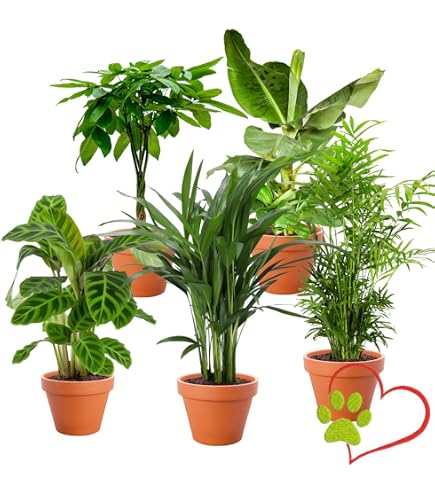 Hydrokultur Zimmerpflanzen Set - Monstera deliciosa Fensterblatt -  Wasserstandsanzeige - 10L Blhton - Vase Betonoptik Anthrazit -  Zimmerpflanze 60-80 cm - pflegeleichte Bropflanze : Amazon.de: Garten