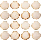 Finoly Large Natural Scallop Shells Pack 4/8/12/16 Units 10 x 11 cm for Kitchen Decoration | Scallop Shells Large Crafts DIY