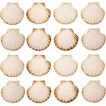 Conchiglie Di Capesante Naturali - 10x11 Cm, Per Cucina, Decorazione E DIY, Confezione Da 8 Pezzi - Foto 4