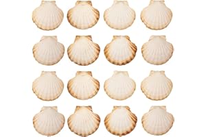 ‎FINOLY Finoly Muszle Małży Naturalne Duże Zestaw 4/8/12/16 Sztuk do Kuchni i Dekoracji | Duże Muszle Małży do Rękodzieła DIY (16)