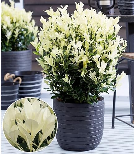 Gelbbunte Stechpalme Ilex Golden King 100-125cm - Ilex altaclerensis -  lebende Gartenpflanze aus den Baumschulen : Amazon.de: Garten