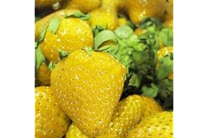 Benoon Semi Di Fragola, 1 Sacchetto Di Semi Di Fragola Prolifici Semi Di Frutta Naturali A Colori Misti Per Cortile Giallo Semi di fragola