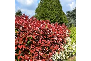 Photinia Red Robin Fotinia Pianta da siepe in vaso h. 40/60 cm Vivaio di Castelletto