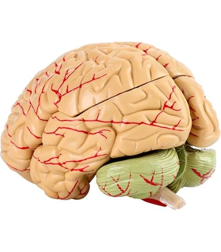 Boule En Cristal Gravée Laser 3D Du Cerveau Humain Avec Base LED - Modèle Anatomique Et Presse-papier Cadeau Scientifique