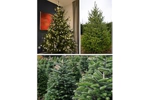 GENERIC Christmas Tree Seeds Norway Spruce 50+ Seeds