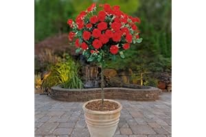 YouGarden - Bare Root Patio Standard Rose 'Red' 60-70cm, Beautiful on Patios in Pots or in Borders and Beds