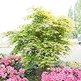 Japanese Maple 'Osakazuki' - Acer Palmatum Tree with Intense Autumn Colours - Slow-Growing, Fiery Shades, and Container-Friendly - 2X 7cm Potted Plants by Thompson & Morgan