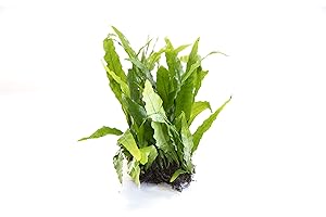 DK AQUATICS Java Fern Microsorium pteropus Live Aquarium Plants Aquatic Plant Fish Tank (5)