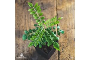 HAPPY EXOTICS 1 Arbre á curry | Murraya Koenigii | Cultivé à partir de graines | Plante de l'intérieur de l'Inde et du Sri Lanka | 10-15cm d'altura en maceta de 7cm | Caloupilé | Bergera Koenigii