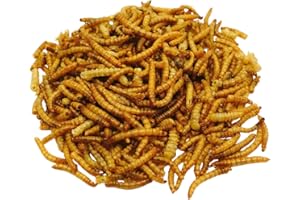 HAM-STAKE Larves de coléoptère à la Farine, Snack pour Hamster, Rat, 20 grammes,