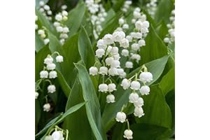 Vita Convallaria Majalis Liljekonvalj Perenner (10 plantor/lökar) | Stora vinterhärdiga fleråriga parfymväxter från Holland för trädgård och kruka (stora knölar, inga frön och ej konstgjorda)