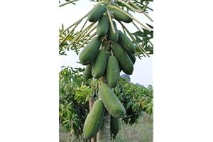 NITTHAISHOP Papaya Samen für Thai Fruit Sweet kakdam Sri Siam Arten aus thaialnd 50–80 Samen/Pack
