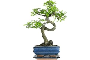 BONSAI LT Bonsaï avec pot de fleurs en céramique - Orme de Chine - env. 7 ans (bol de 15 cm) Bonsai baum Excellent cadeau pour tout le monde