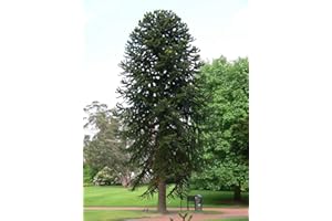 Tree Seeds Online - Araucaria Araucana - Monkey Puzzle.3 Seeds 1 Pack
