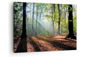 Bilder auf Leinwand Wald Blätter Sonne Leinwandbild mit Rahmen 70x50cm Wandbilder Dekoration Wohnzimmer Schlafzimmer Küche Deko Klein Wanddeko Bild Wand Kunstdruck Art Wall Decor Canvas AA70x50-0136
