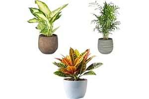 SMPLY. Pack 3 Plantas Naturales de Interior -Filtro Natural de Aire : Croton + Dieffenbachia Camillia + Palmera Areca Ø12 cm Alto 30-40 cm, Decoración del Hogar (No Incluye Maceta de cerámica)